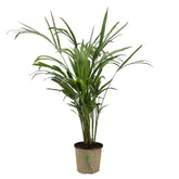 Areca Palm Plant In A Black Plastic Pot With Jute Wraping
